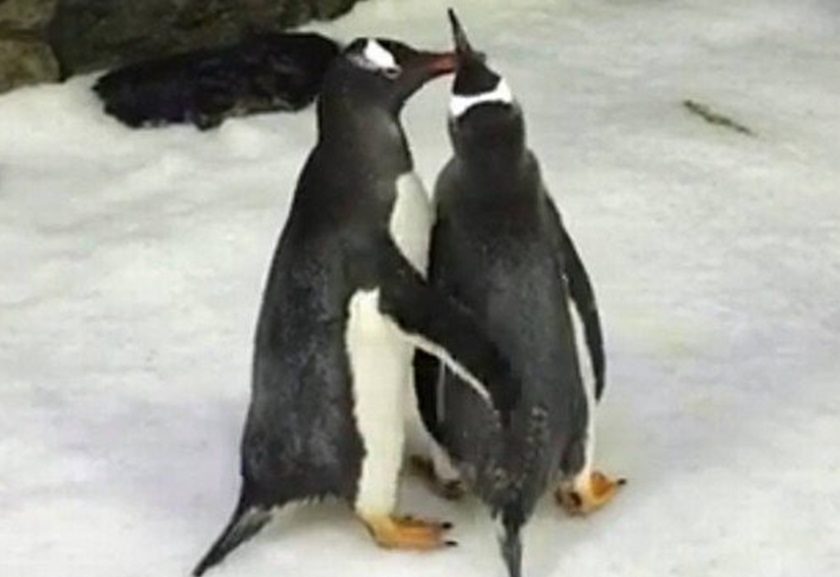 ACREDITE SE QUISER: PINGUINS GAYS SE CASAM NA AUSTRÁLIA - News Rondônia