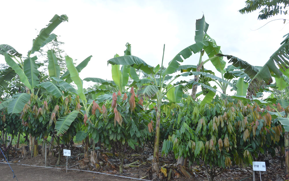 CULTIVO DE CACAU ALÉM DE ÓTIMA FONTE DE RENDA PODE SER UMA SOLUÇÃO AMBIENTAL - News Rondônia