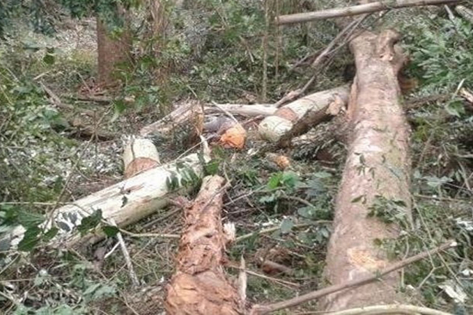 ACIDENTE DE TRABALHO - Homem morre durante derrubada de árvore - News Rondônia