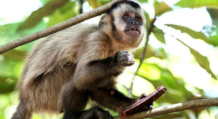 AS FASES DA VIDA: DO BEIJA-FLOR AO LOBO MAU - News Rondônia