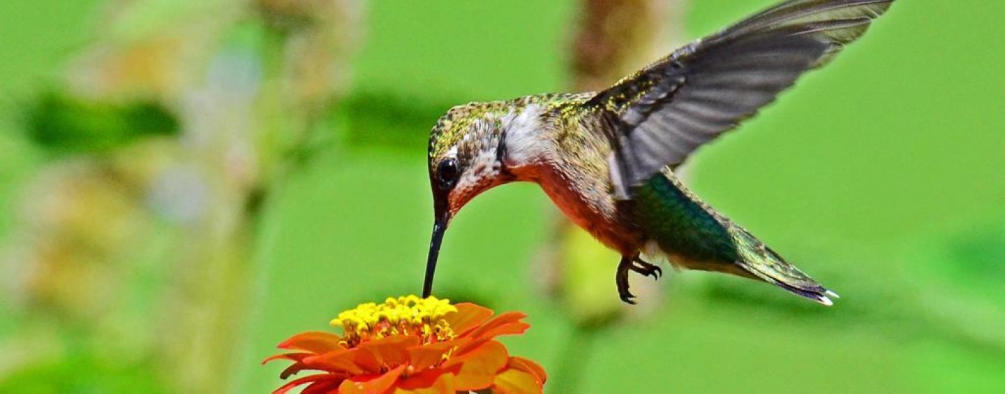 AS FASES DA VIDA: DO BEIJA-FLOR AO LOBO MAU - News Rondônia