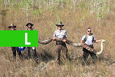 PÍTON GIGANTE É CAPTURADA EM PARQUE NA FLÓRIDA - News Rondônia