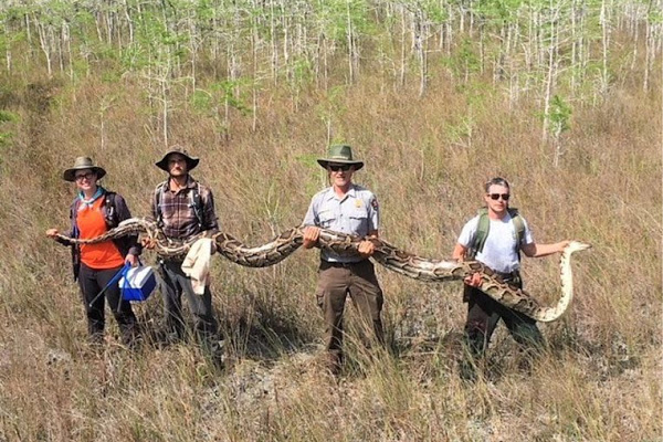 PÍTON GIGANTE É CAPTURADA EM PARQUE NA FLÓRIDA - News Rondônia