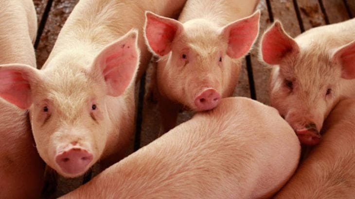 GRIPE DO PORCO: Descoberto na China mais um vírus que pode gerar pandemia no planeta - News Rondônia
