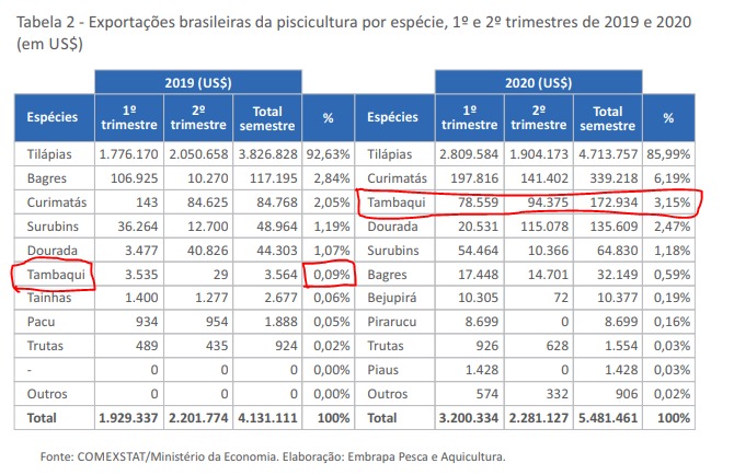 Tambaqui é o terceiro peixe mais exportado pelo Brasil - News Rondônia