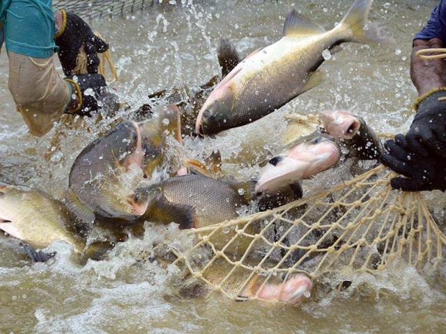 Tambaqui é o terceiro peixe mais exportado pelo Brasil - News Rondônia
