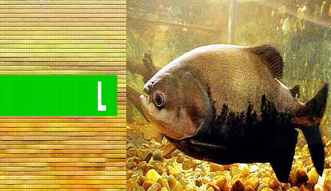 Tambaqui é o terceiro peixe mais exportado pelo Brasil - News Rondônia