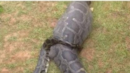 ANACONDA: Mulher desaparecida é encontrada dentro de cobra píton - News Rondônia