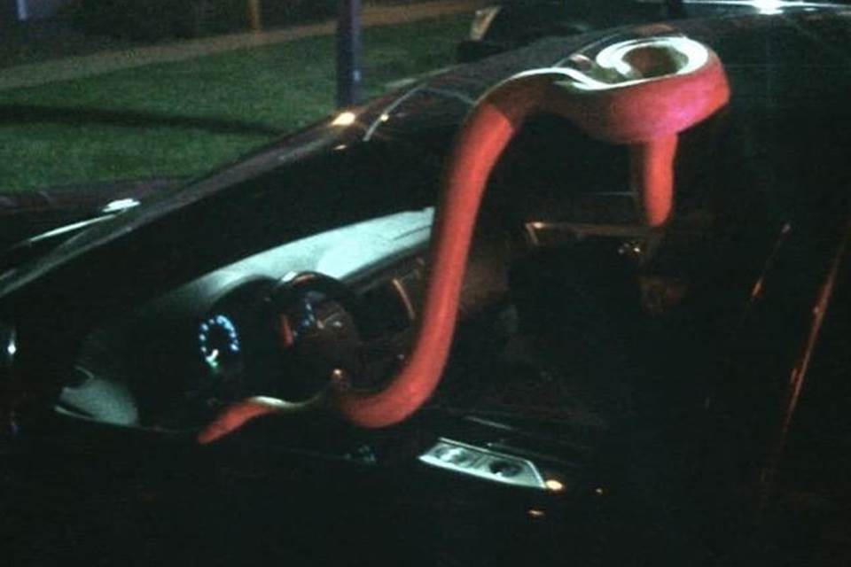 HOMEM BÊBADO DORME AO VOLANTE E ACORDA COM COBRA DE 4,57M NO COLO - News Rondônia