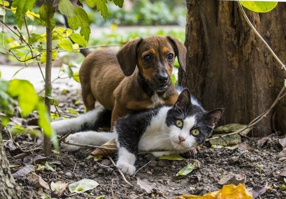 Prefeitura cria programa para informar sobre maus-tratos contra animais - News Rondônia
