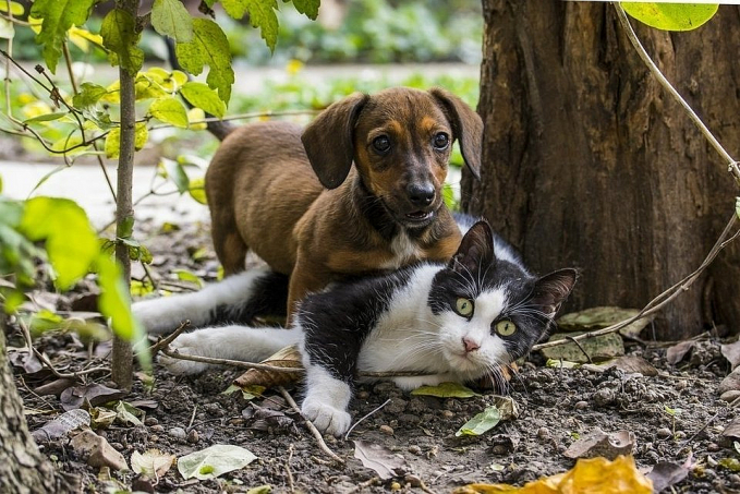 Prefeitura cria programa para informar sobre maus-tratos contra animais - News Rondônia