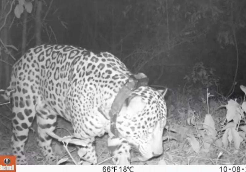 NÚMERO DE ONÇAS-PINTADAS VOLTA A CRESCER NA MATA ATLÂNTICA, DIZ CENSO - News Rondônia