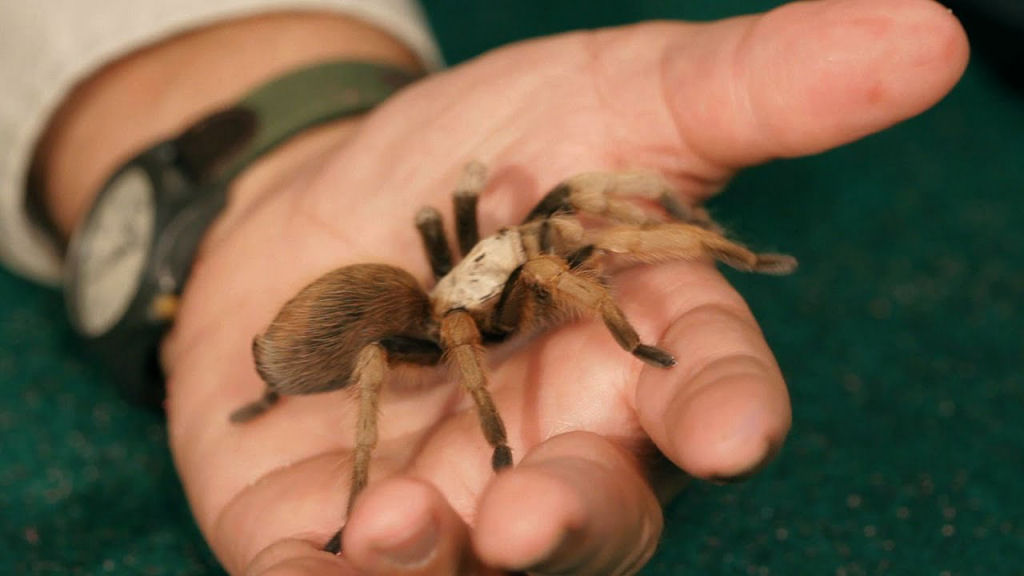HOMEM CRIA TARÂNTULA DE ESTIMAÇÃO PARA MANTER SOGRA ARACNOFÓBICA AFASTADA - News Rondônia