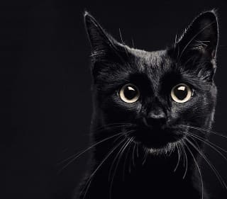 SIGNIFICADO DE SONHAR COM GATO? O QUE É? - News Rondônia