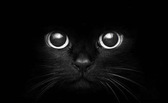 SIGNIFICADO DE SONHAR COM GATO? O QUE É? - News Rondônia