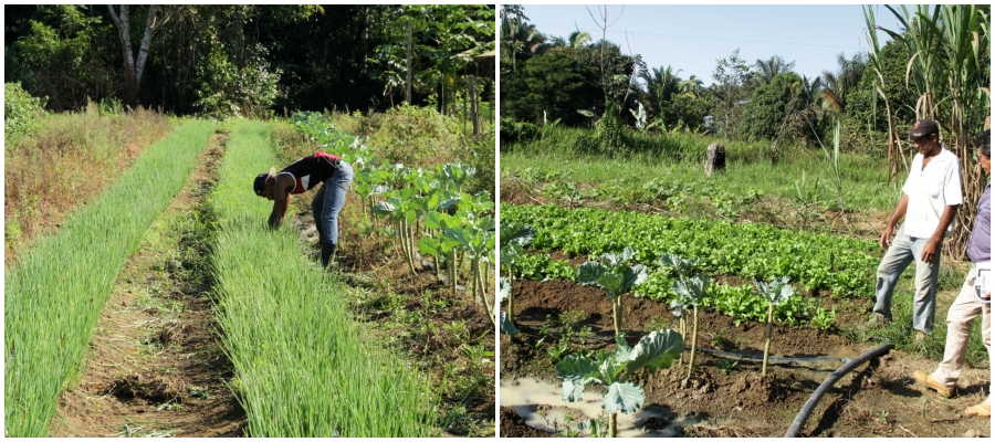 Chacareiros otimistas com programa de mecanização e melhoria de vicinais do governo no Campo Rondônia - News Rondônia