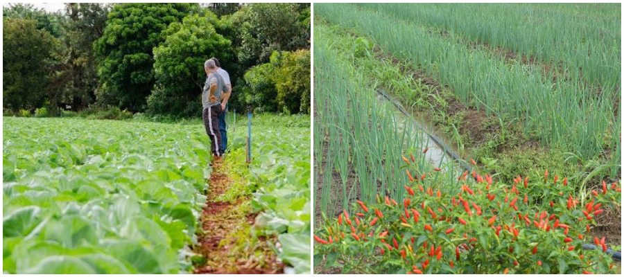Chacareiros otimistas com programa de mecanização e melhoria de vicinais do governo no Campo Rondônia - News Rondônia