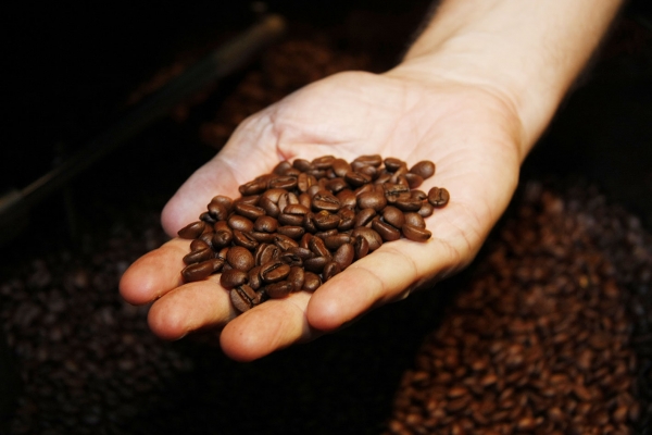 CONAB APONTA PARA ESTOQUE PRIVADO DE CAFÉ PRÓXIMO A 10 MILHÕES DE SACAS - News Rondônia
