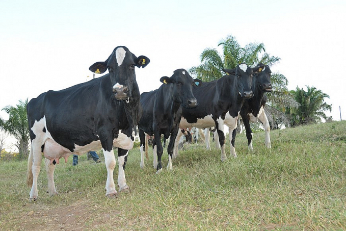 Emater registra alta na produção de leite em Cabixi; biotecnologia de fertilização in vitro é utilizada - News Rondônia