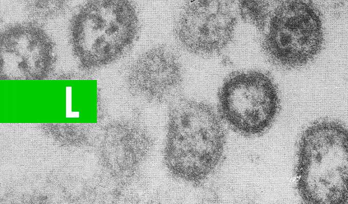 Cientistas detectam transmissão entre humanos de vírus letal na Bolívia - News Rondônia