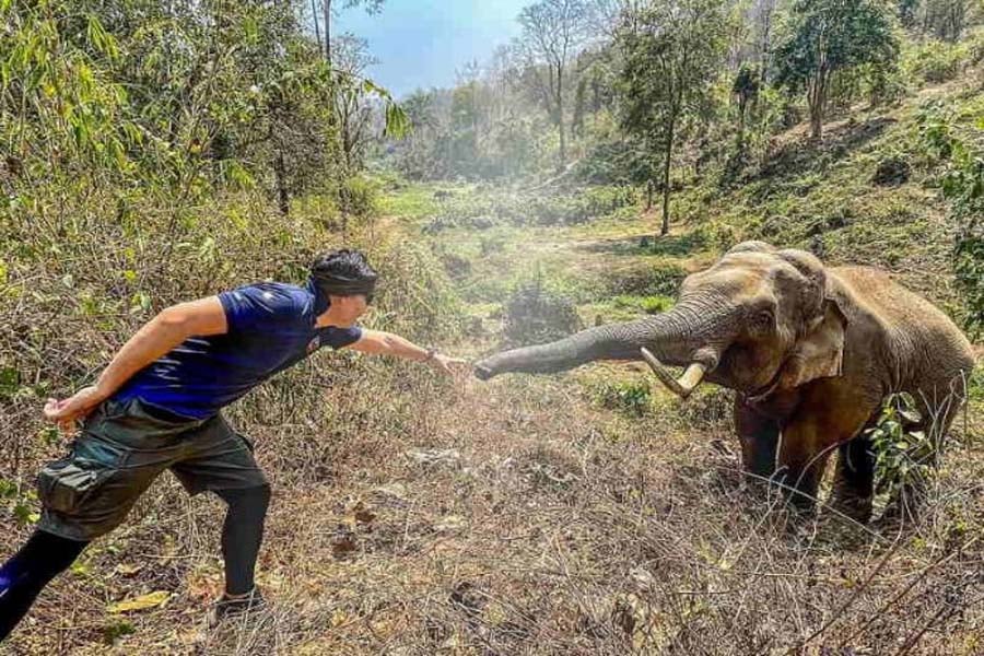 Elefante grato reconhece veterinário que salvou sua vida 12 anos atrás - News Rondônia