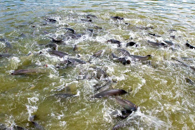 POTENCIALIDADE - Pescado representa 3,27% do PIB de Rondônia e a maior produção da região Norte - News Rondônia