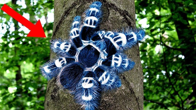 Dez aranhas mais venenosas do mundo! - News Rondônia