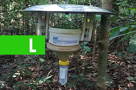 ESTUDO SOBRE INSETOS TRANSMISSORES DA LEISHMANIOSE RELATA NOVOS REGISTROS DE ESPÉCIES EM RONDÔNIA - News Rondônia