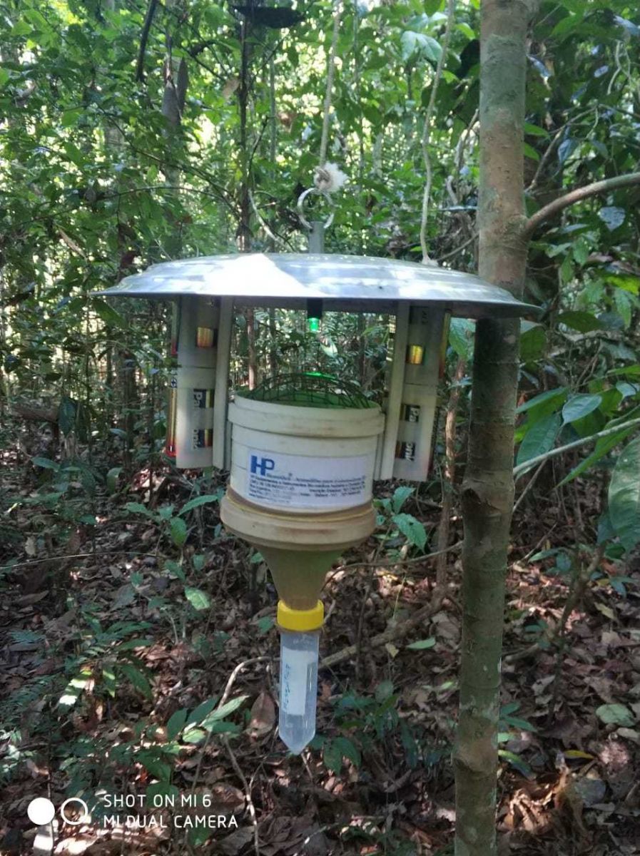 ESTUDO SOBRE INSETOS TRANSMISSORES DA LEISHMANIOSE RELATA NOVOS REGISTROS DE ESPÉCIES EM RONDÔNIA - News Rondônia