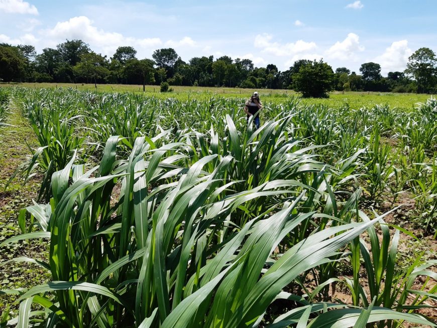 SETOR PRODUTIVO - Centro de treinamento da Emater incentiva produção do capiaçu e disponibiliza matriz ao pequeno produtor rural de Rondônia - News Rondônia