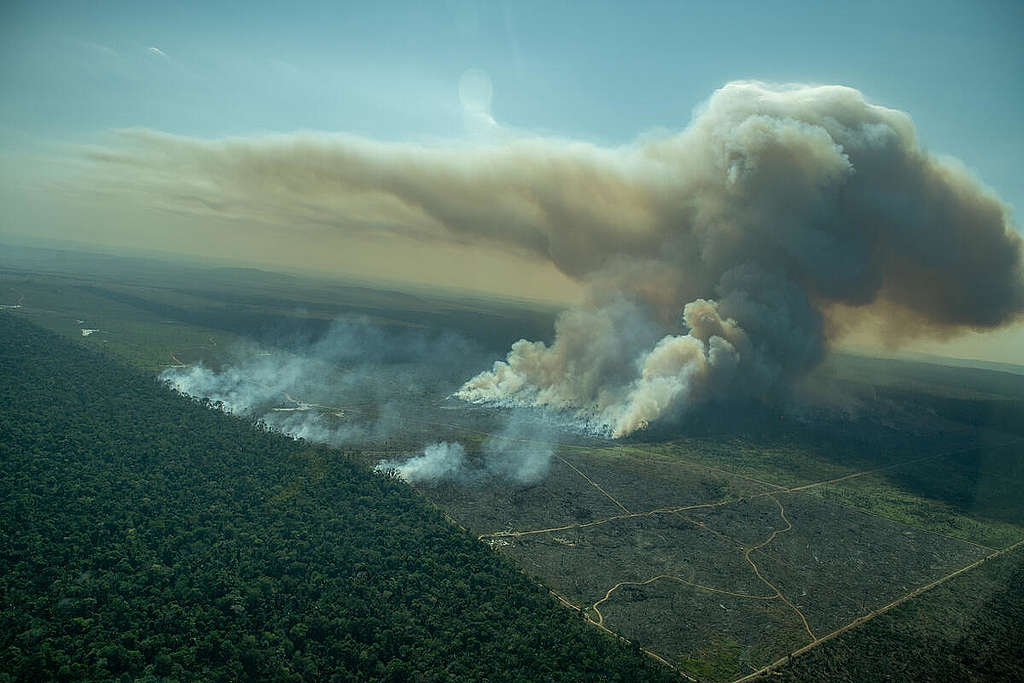 Exploração de madeira em Porto Velho desmatou 5 mil campos de futebol em dez meses; confirma Imazon - News Rondônia