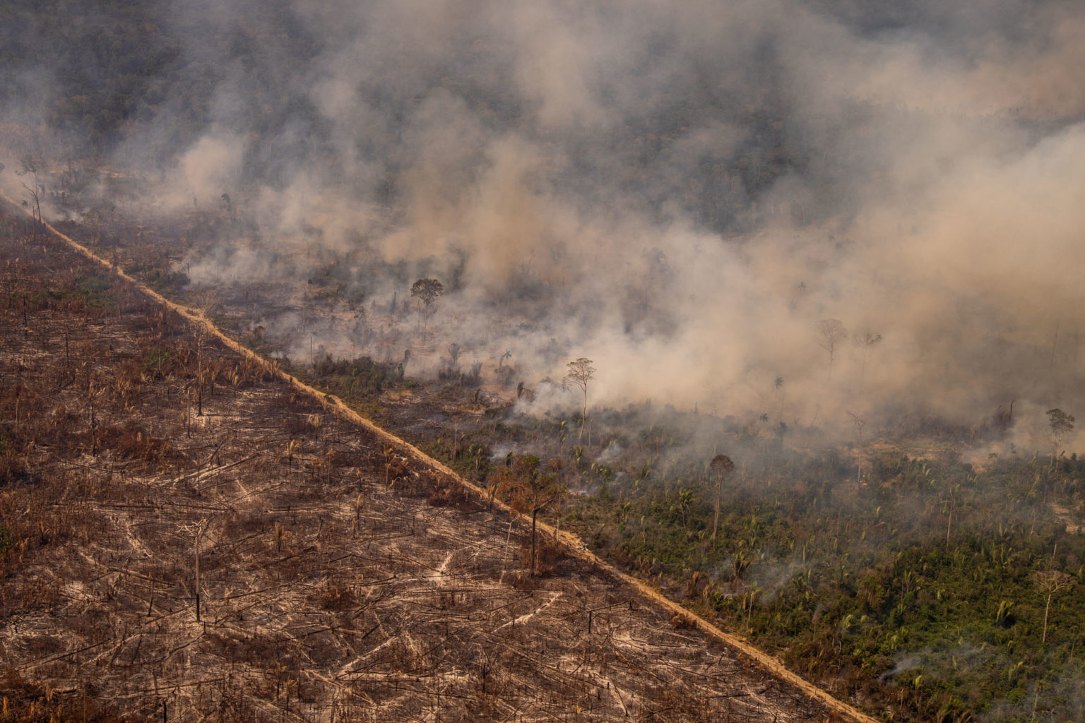 Exploração de madeira em Porto Velho desmatou 5 mil campos de futebol em dez meses; confirma Imazon - News Rondônia