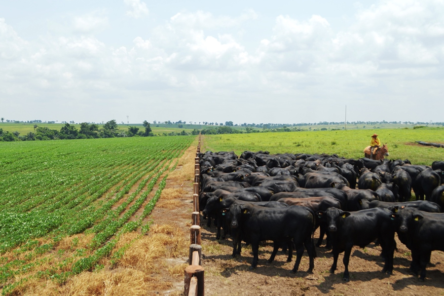 O Valor Bruto da Produção Agropecuária de Rondônia deve ser quase 13% maior em 2021 - News Rondônia