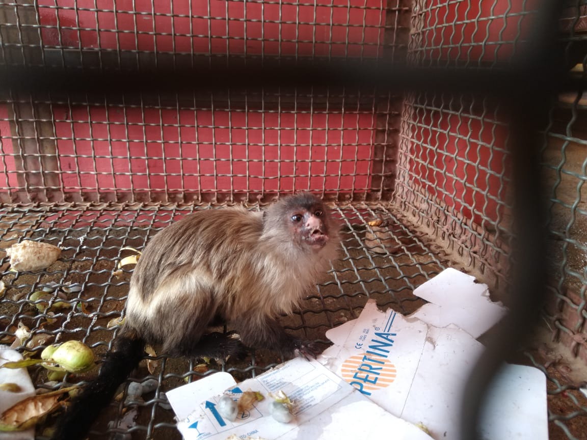 JAGUATIRICA, RAPOSAS E COBRAS: SEMMA CUIDA E DEVOLVE À NATUREZA 14 ANIMAIS SILVESTRES EM OUTUBRO COM PARCERIA DE ÓRGÃOS AMBIENTAIS - News Rondônia