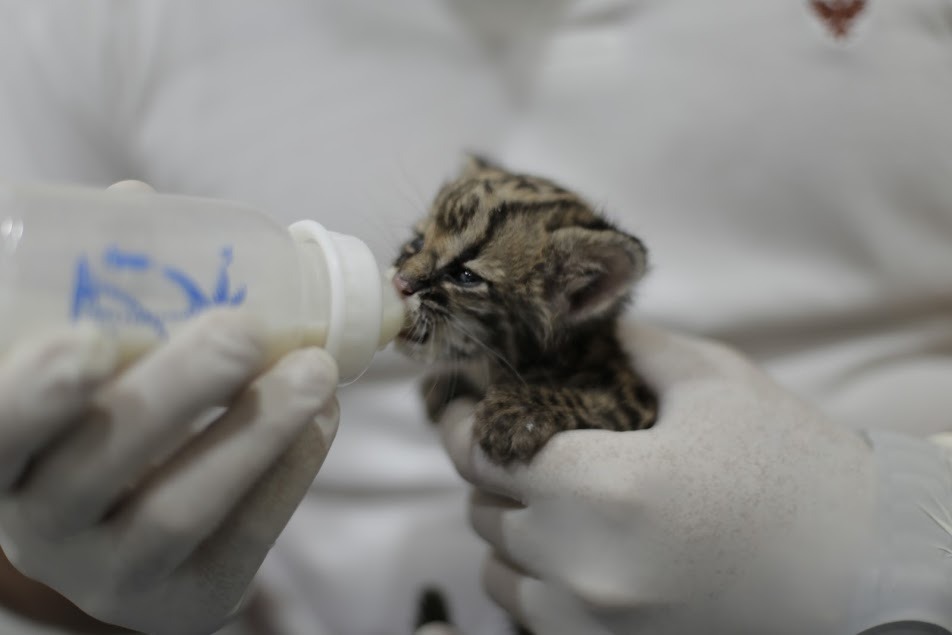 JAGUATIRICA, RAPOSAS E COBRAS: SEMMA CUIDA E DEVOLVE À NATUREZA 14 ANIMAIS SILVESTRES EM OUTUBRO COM PARCERIA DE ÓRGÃOS AMBIENTAIS - News Rondônia