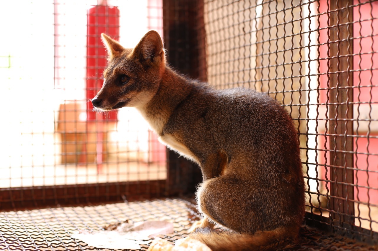 JAGUATIRICA, RAPOSAS E COBRAS: SEMMA CUIDA E DEVOLVE À NATUREZA 14 ANIMAIS SILVESTRES EM OUTUBRO COM PARCERIA DE ÓRGÃOS AMBIENTAIS - News Rondônia