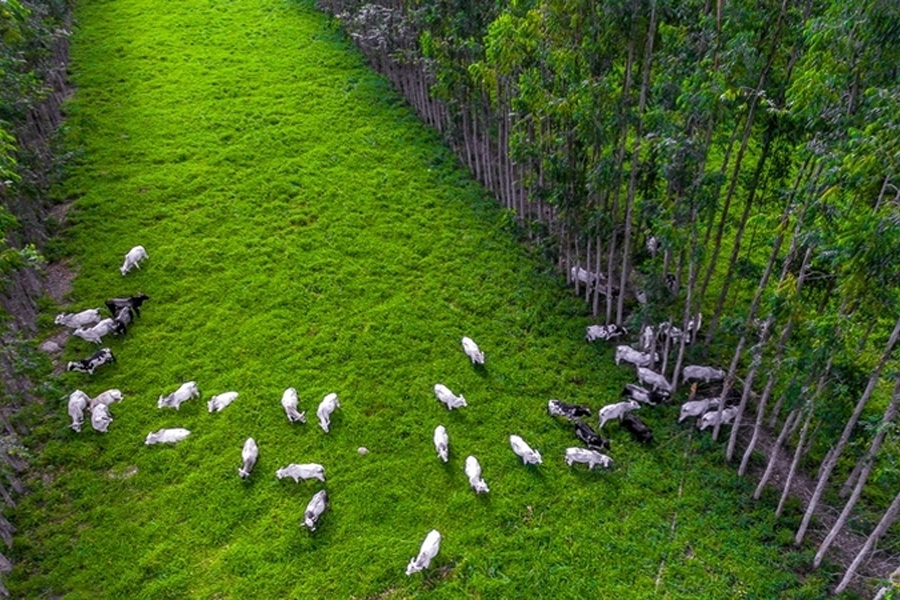 Marfrig apresenta os desafios da pecuária sustentável na conferência Ethos 360º - News Rondônia