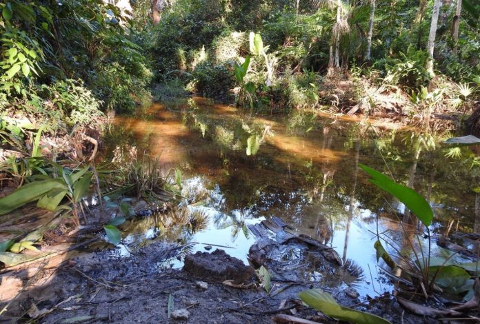 MONSTRO: Padrasto joga bebê de 2 meses em igarapé - News Rondônia