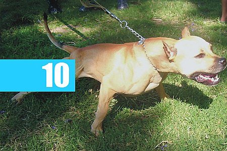 LADRÃO USA CÃO DA RAÇA PITBULL PARA ROUBAR MULHER, EM JI-PARANÁ - News Rondônia