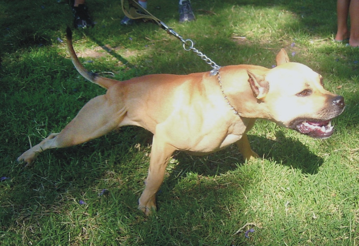 LADRÃO USA CÃO DA RAÇA PITBULL PARA ROUBAR MULHER, EM JI-PARANÁ - News Rondônia