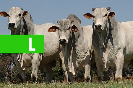 RONDÔNIA ADOTA PROGRAMA DE MELHORIA DA QUALIDADE GENÉTICA BOVINA - News Rondônia