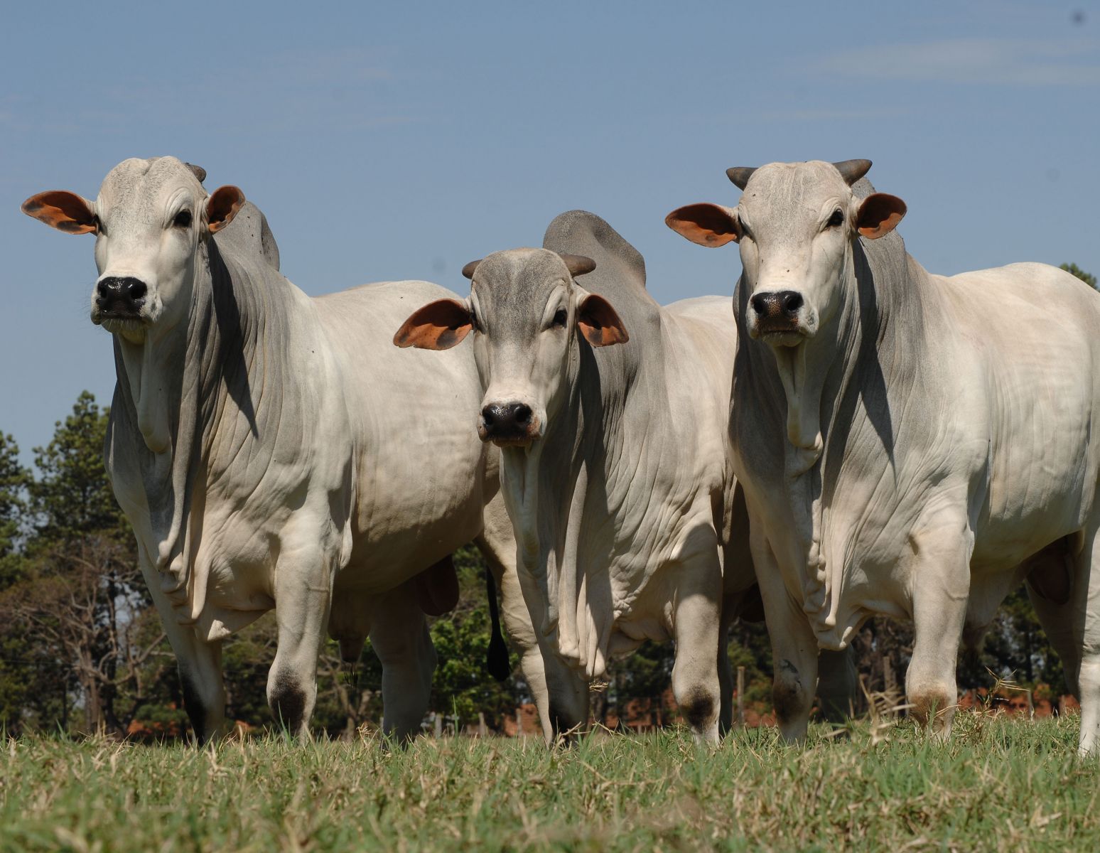 RONDÔNIA ADOTA PROGRAMA DE MELHORIA DA QUALIDADE GENÉTICA BOVINA - News Rondônia