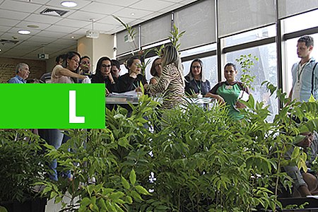 COMARCAS DO INTERIOR TAMBÉM TERÃO DISTRIBUIÇÃO DE MUDAS - News Rondônia