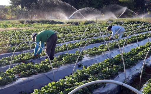 Agronegócio se torna campo fértil para jovens engajados, startups e empreendedores - News Rondônia