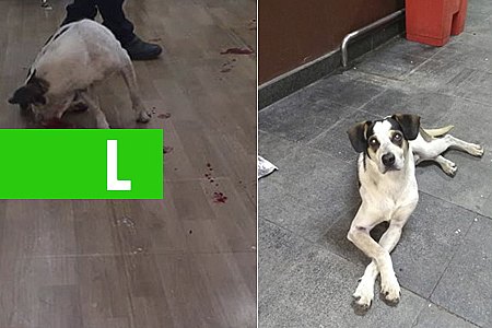 O BRASIL E O CACHORRO - POR PROFESSOR NAZARENO - News Rondônia