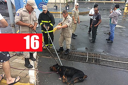 FUNCIONÁRIA DE SUPERMERCADO SOFRE ATAQUE BRUTAL DE ROTTWEILER; VEJA VÍDEO - News Rondônia