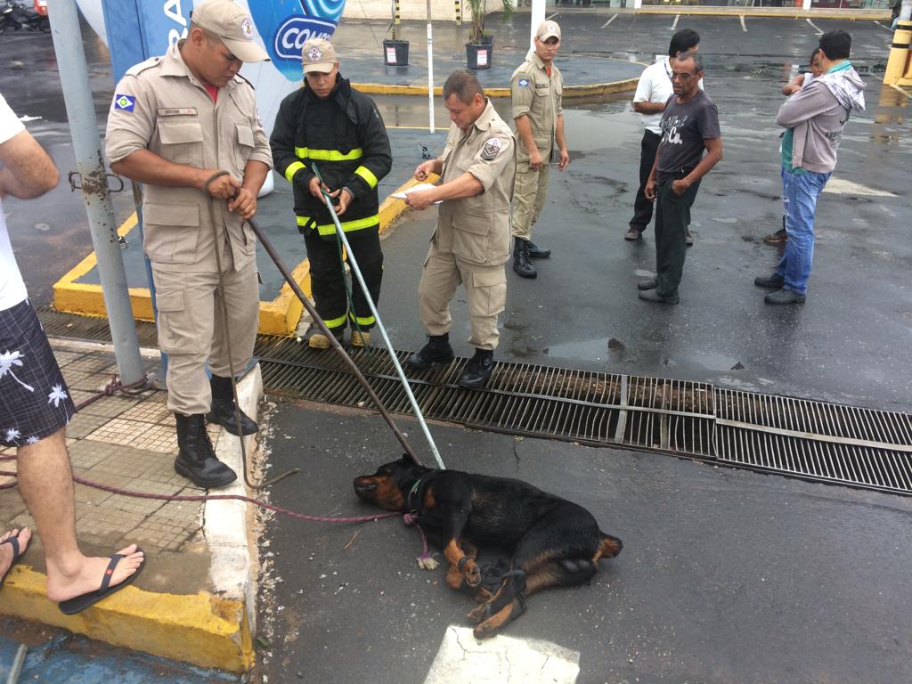 FUNCIONÁRIA DE SUPERMERCADO SOFRE ATAQUE BRUTAL DE ROTTWEILER; VEJA VÍDEO - News Rondônia