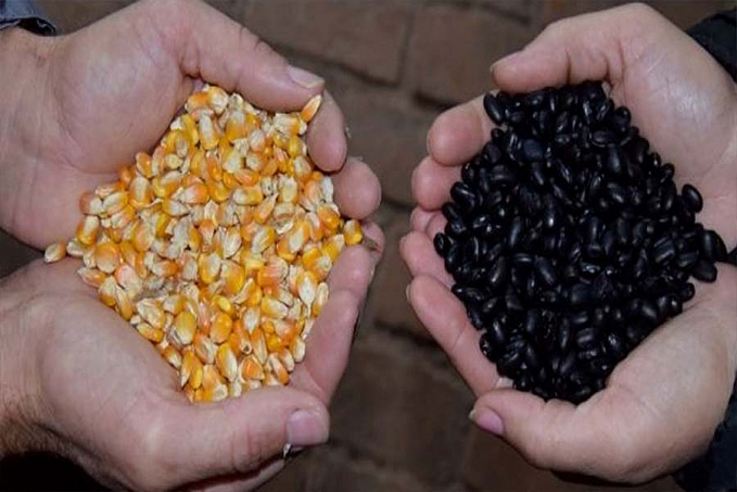 Regiões produtoras podem ser favorecidas com presença de chuva para trigo e escassez para colheita de algodão, feijão e milho - News Rondônia