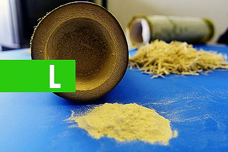 BRASIL CRIA FARINHA DE BAMBU: SAUDÁVEL E RICA EM NUTRIENTES - News Rondônia