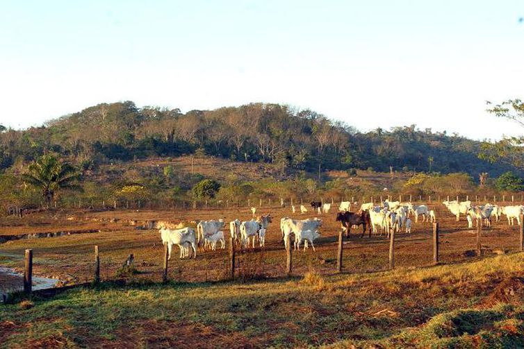 PRODUTORES DE RONDÔNIA DEVEM MANTER CUIDADOS PARA EVITAR CASOS DE RAIVA ANIMAL, ALERTA AGÊNCIA - News Rondônia